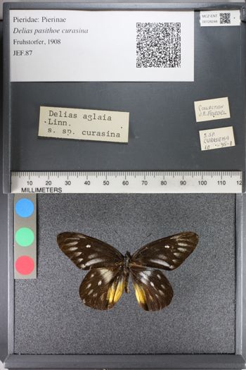 Media type: image;   Entomology 128248